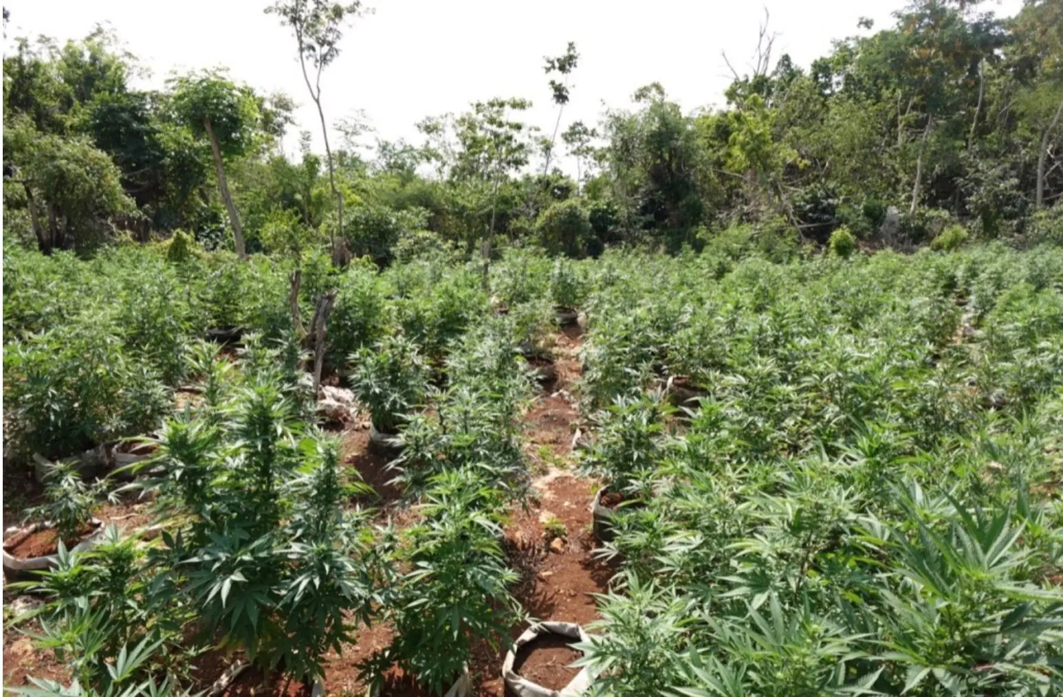 Cannabis plants at an off-property Jamaican farm experience